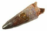 Fossil Spinosaurus Tooth - Real Dinosaur Tooth #354755-1